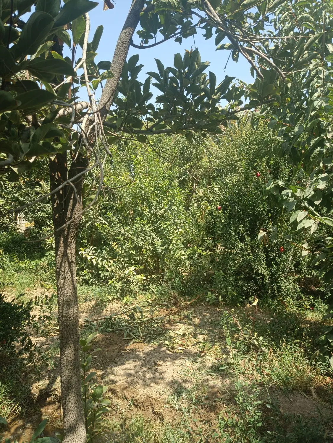 باغ قدیمی جاده صدرا