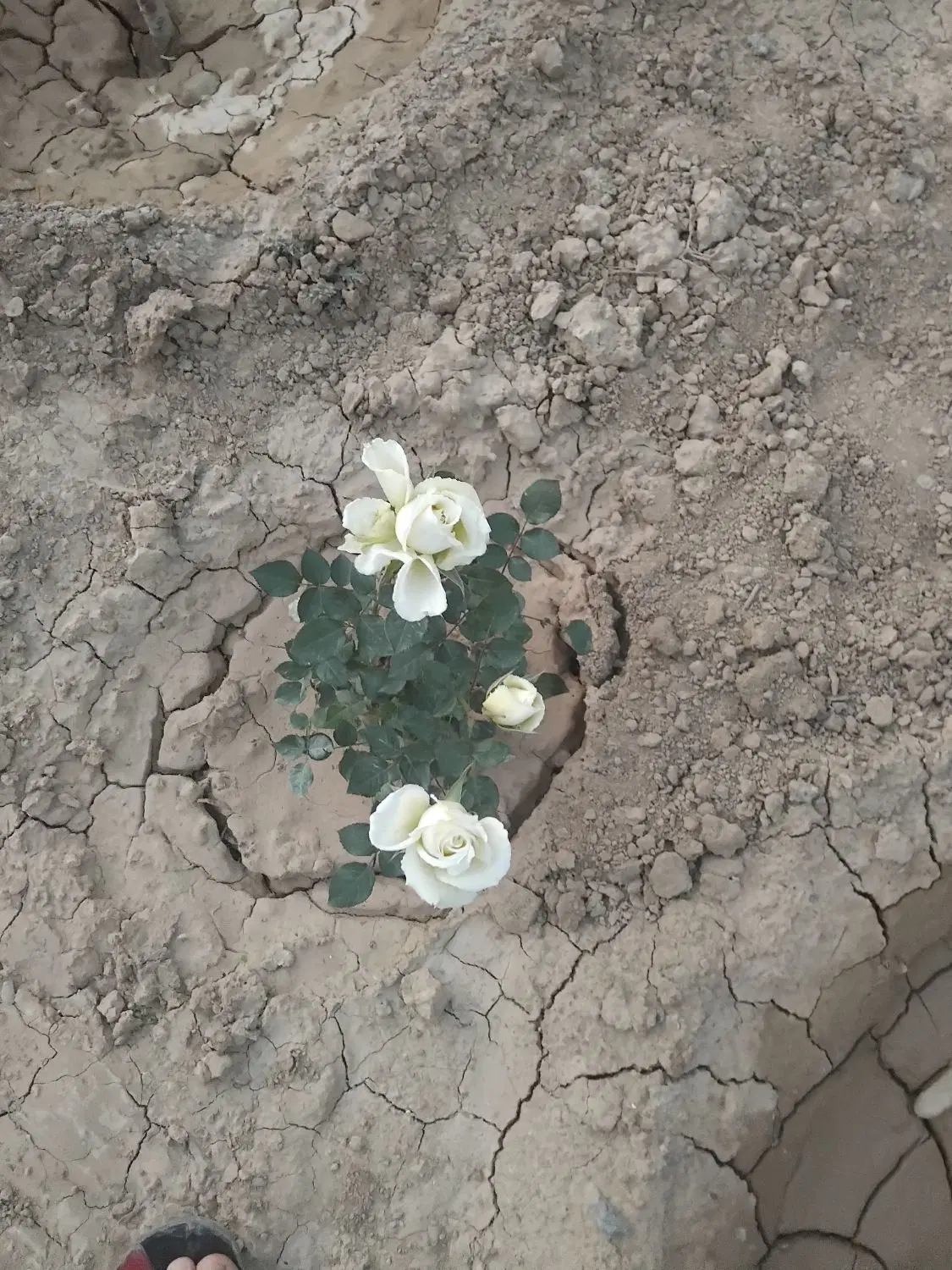 باغ گاوخانه