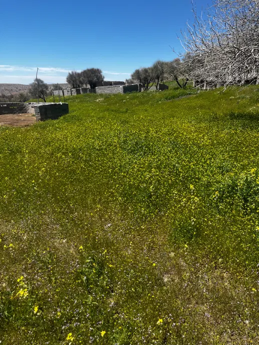 زمین نجف شهر فاز ۲