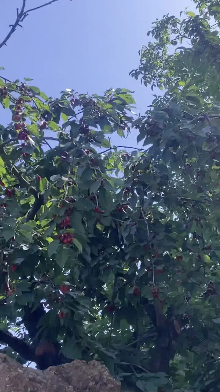 ملک کشاورزی با مجوز اتاق و اب و برق و گاز و محصور