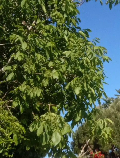 زمین فروشی ارزان
