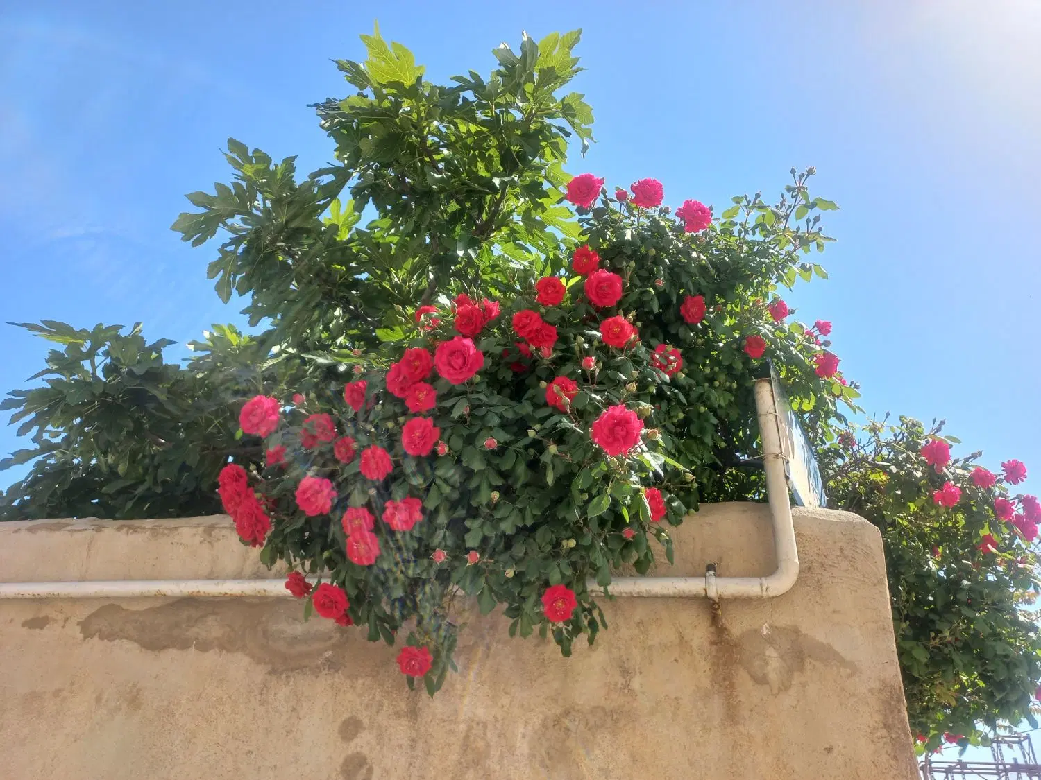 اجاره خانه ی هم کف