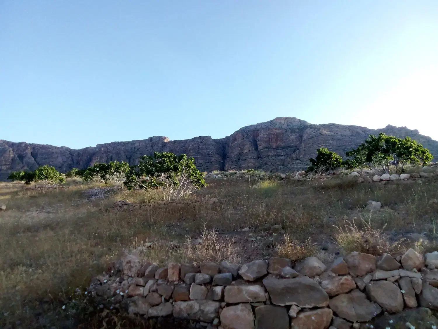 ملک انجیری لی پهن