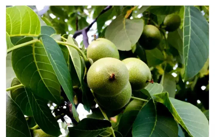 باغستان گردو  وبادام