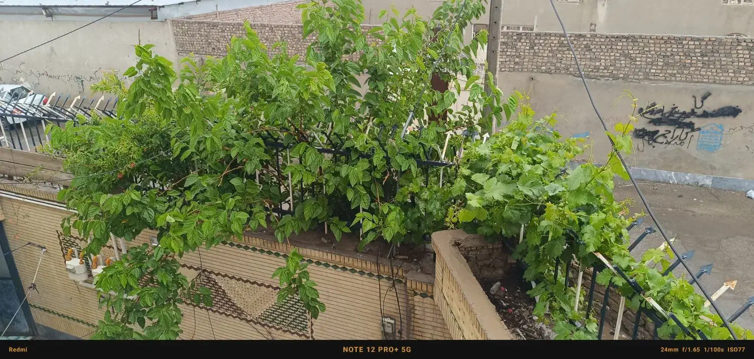 خانه ای اجاره ای