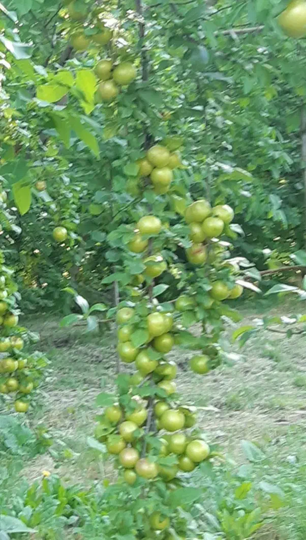 باغ گردو