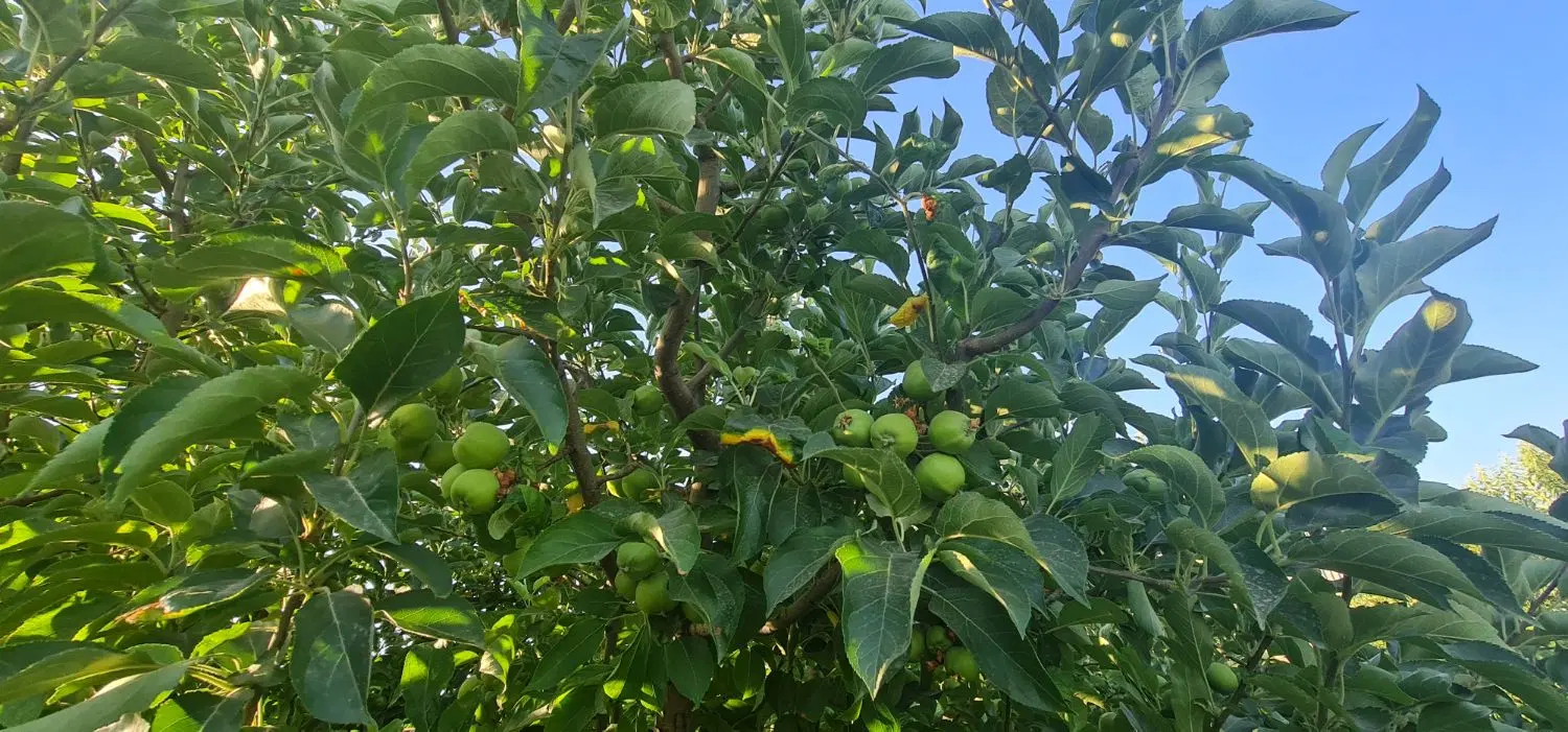 ۱۶۰۰ متر باغ و گلخانه