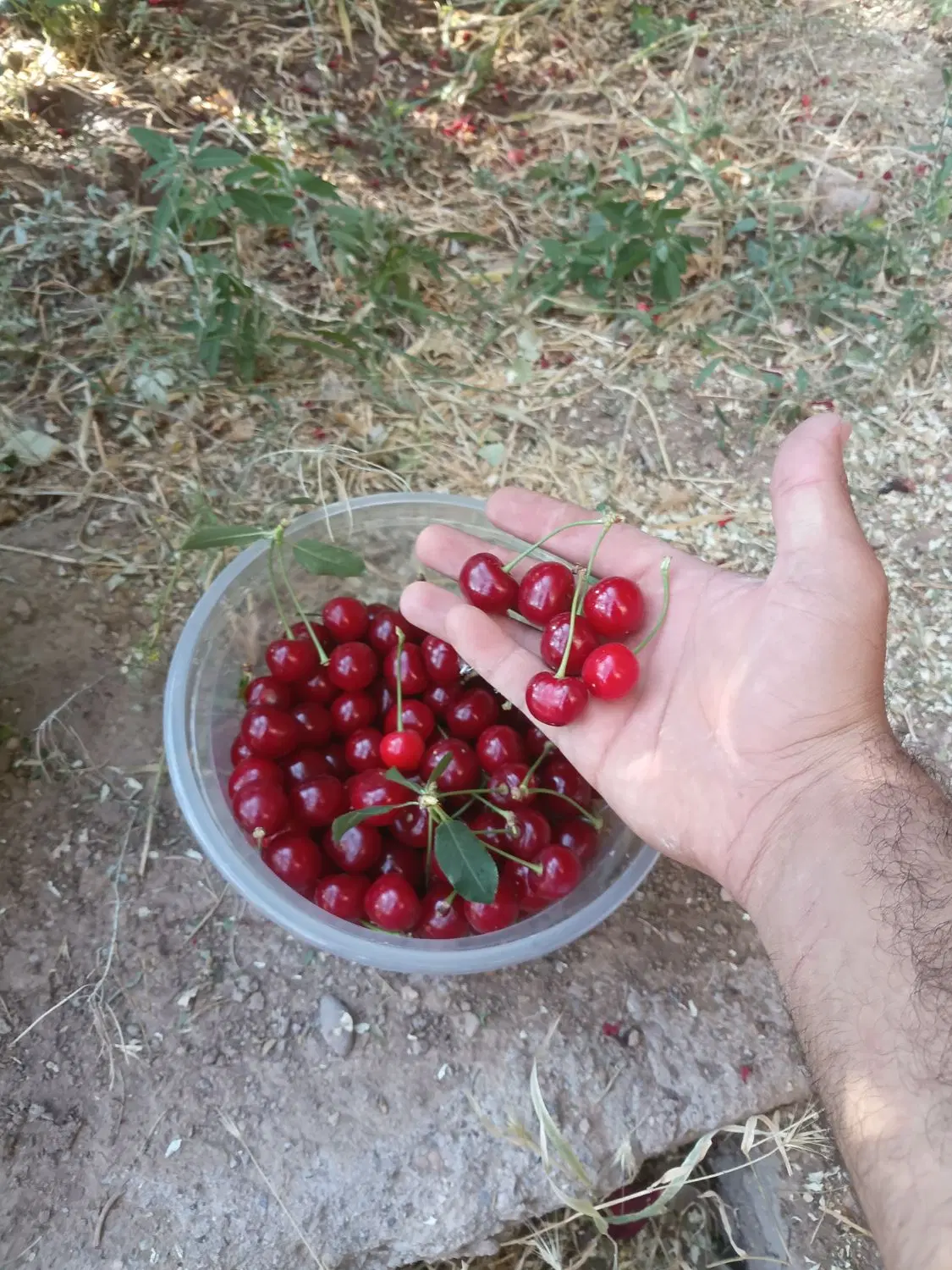 باغ ویلا کوهپایه منطقه سیمک عبدالاباد