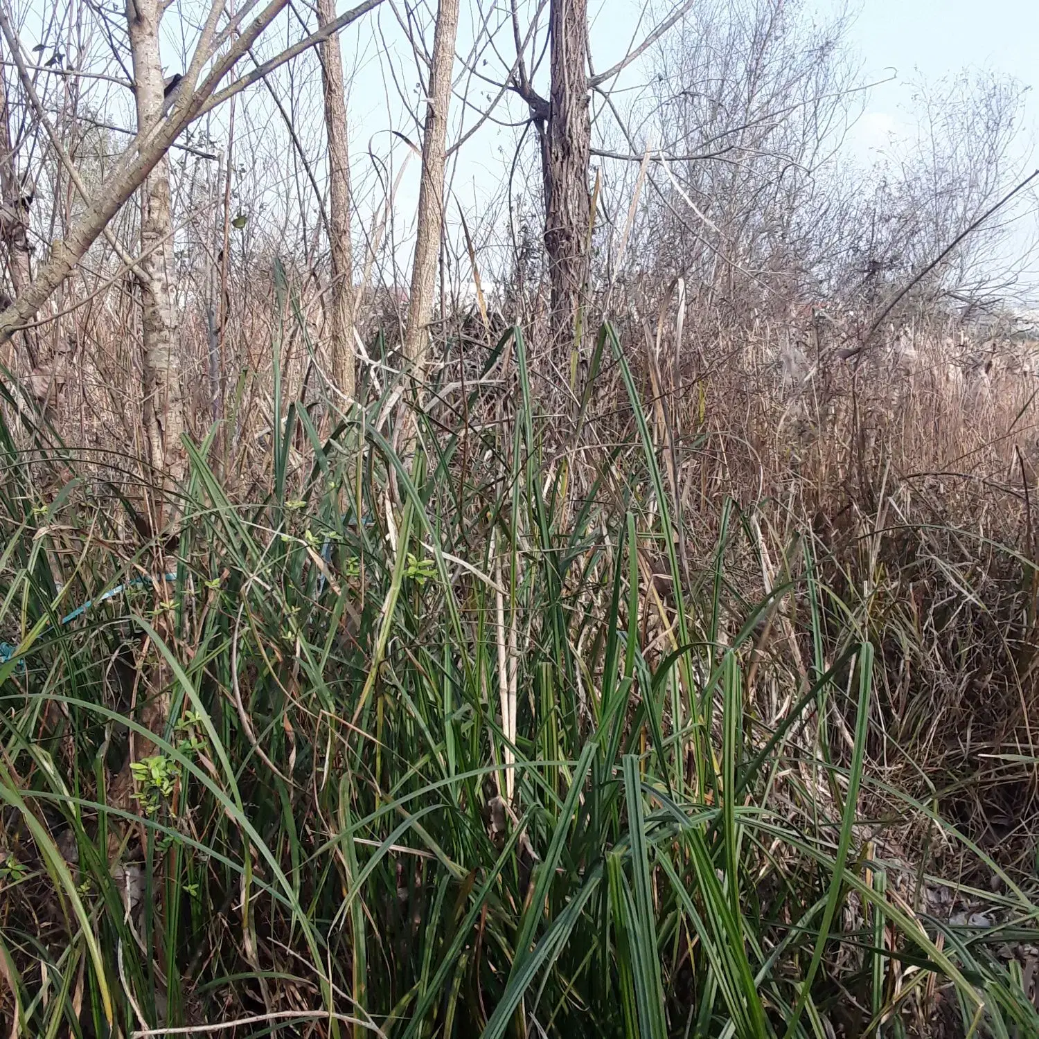 زمین  باغی مسکونی