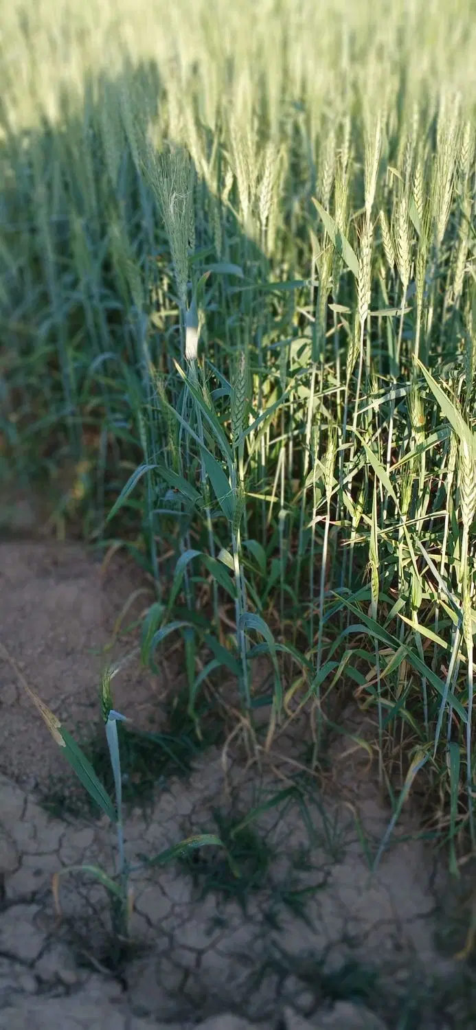 زمین کشاورزی اجار