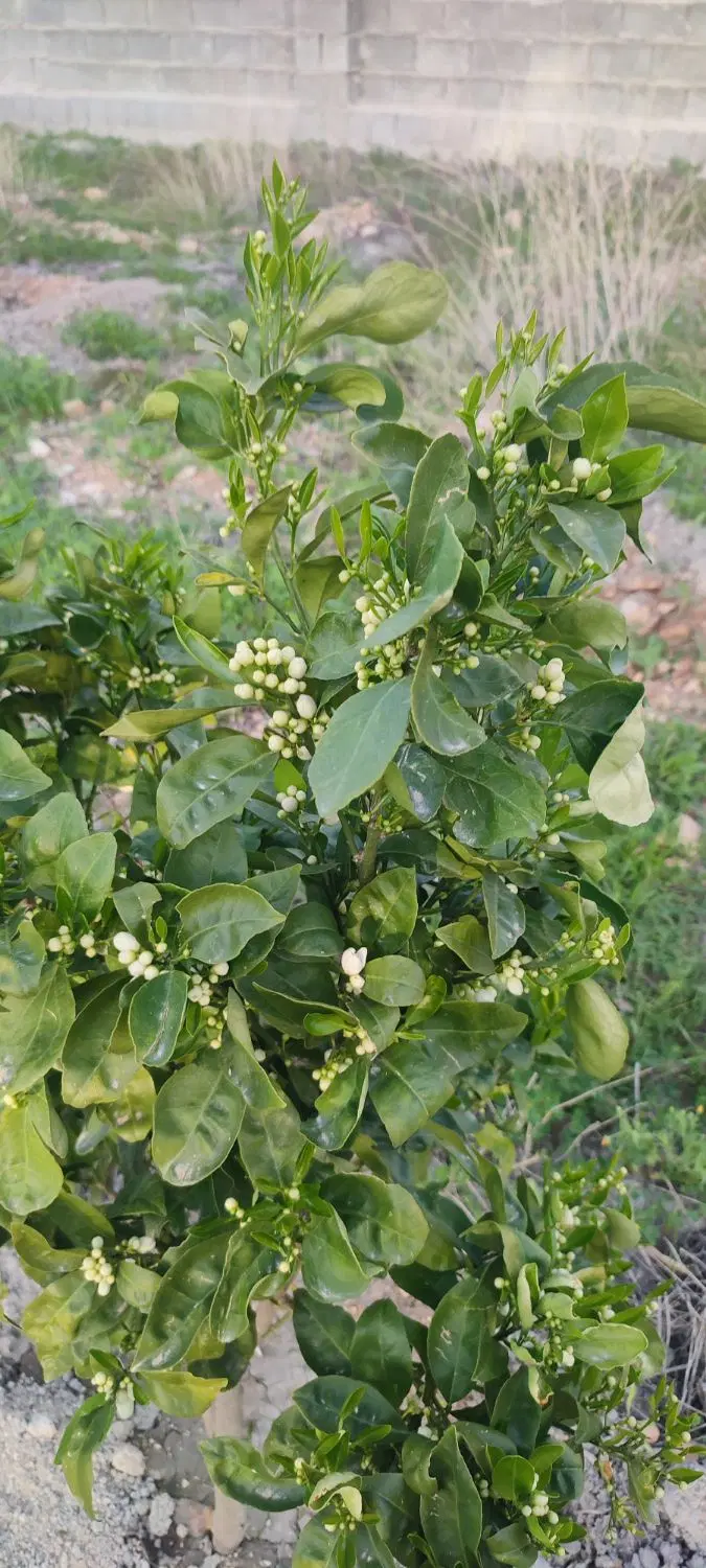 باغچه ۱۸۰۰ متری دالون عمویی