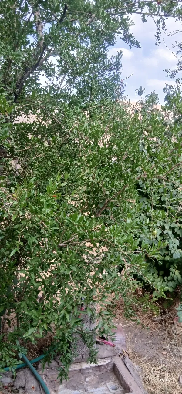 خونه باغ کوهپایه جای دنج
