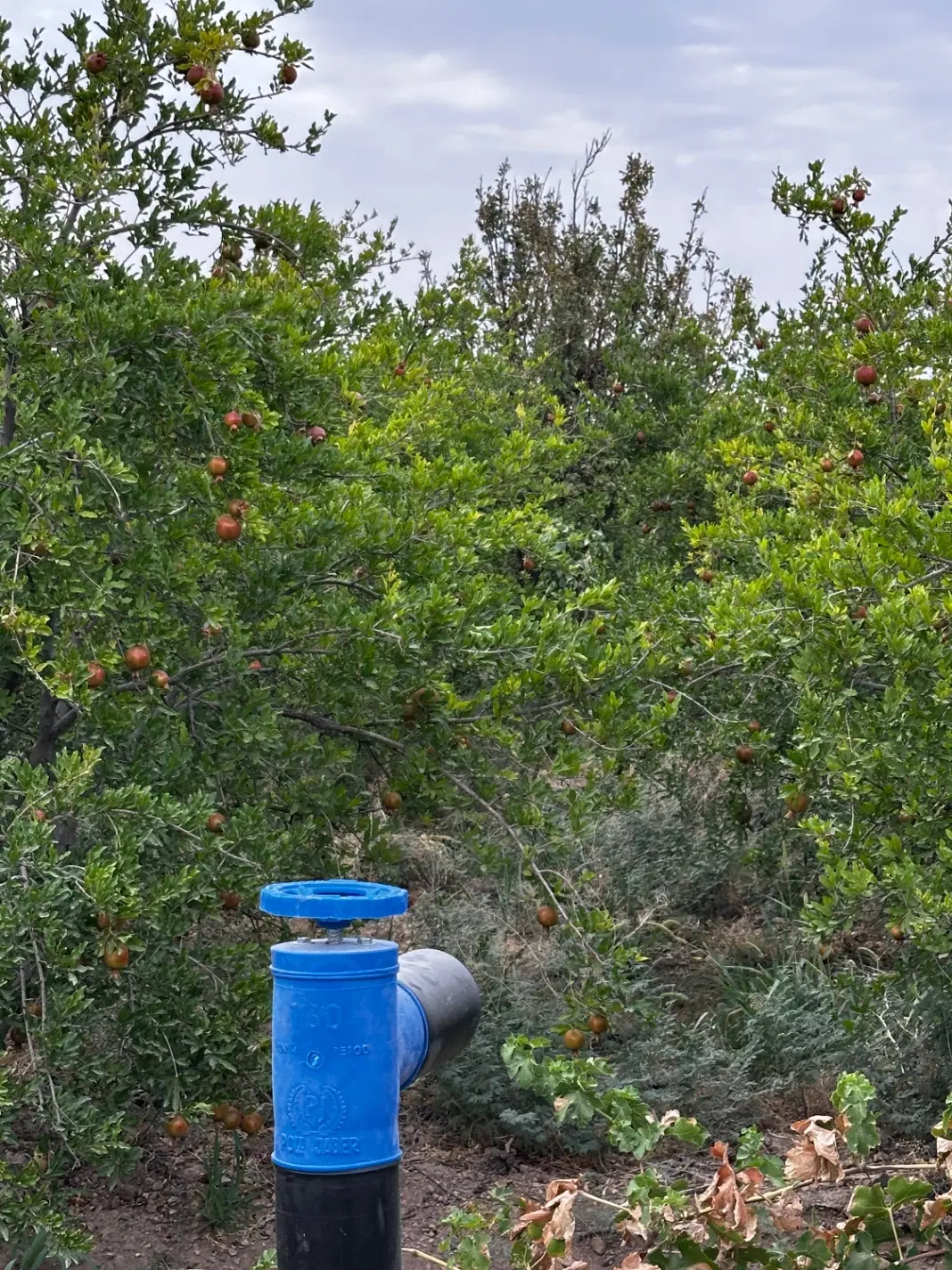 باغ انار