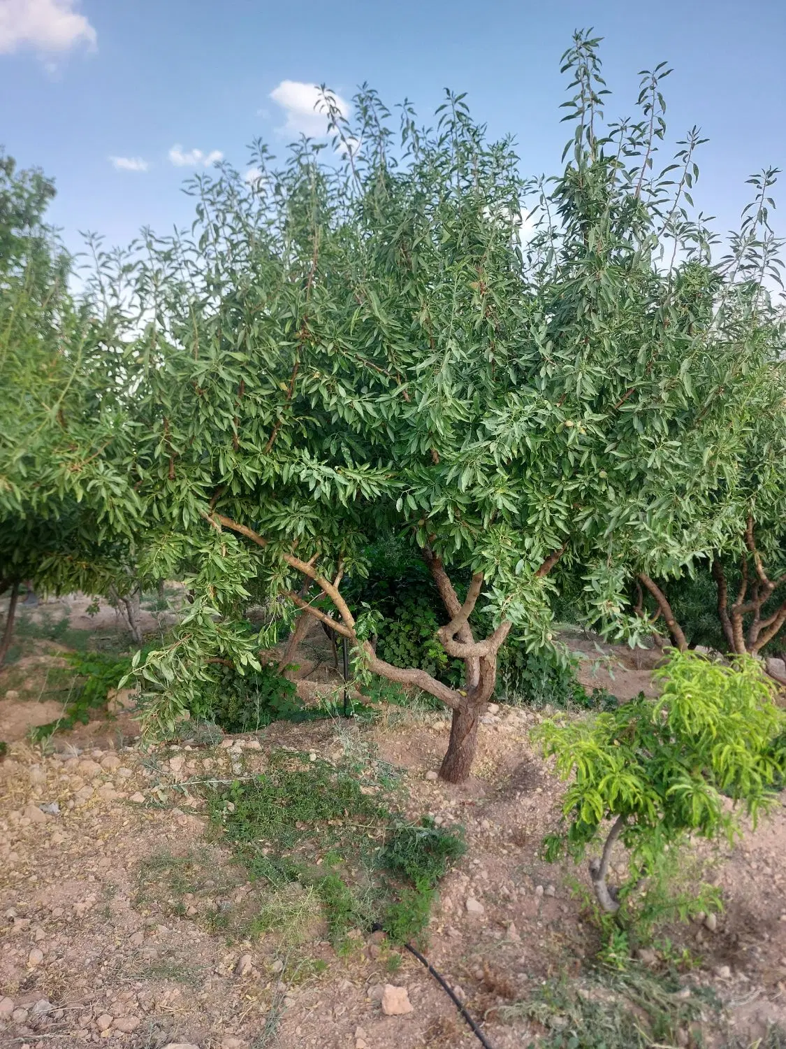 ‌سه‌هزارمتری‌طرح‌عمان‌