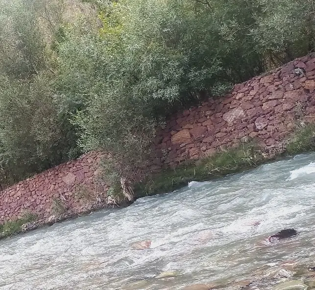 زمین باغی