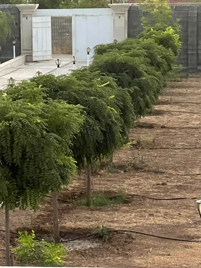 باغشهری سیاخ