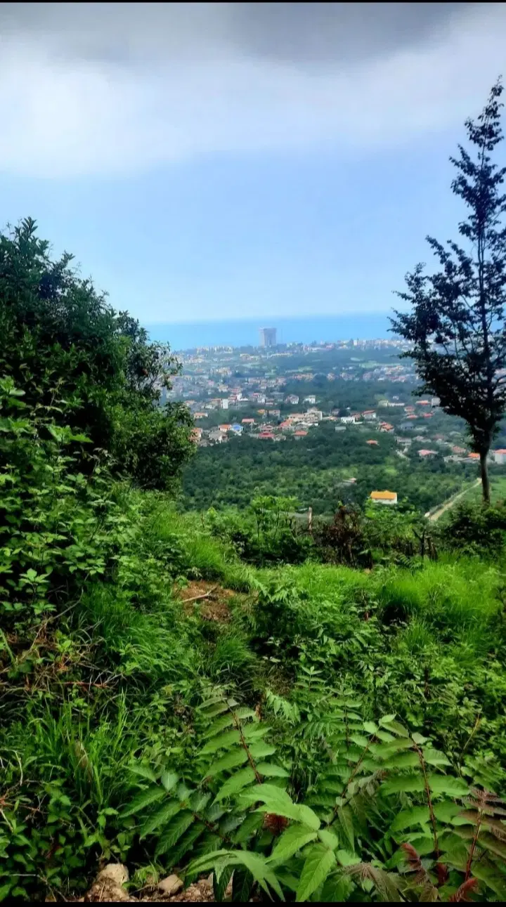 زمین مسکونی گویم