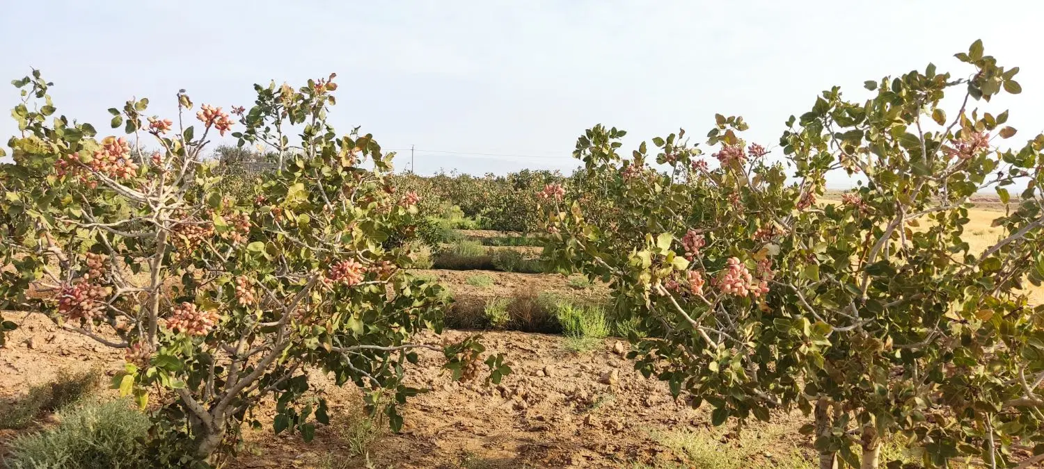 باغ ۵ جریب پسته
