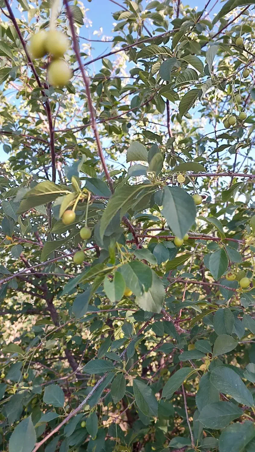 زمین باغچه فیروزبهرام شهاب شهر