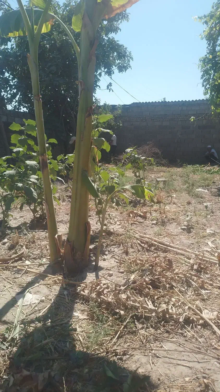 240 متر زمین دارای خونه کلنگی