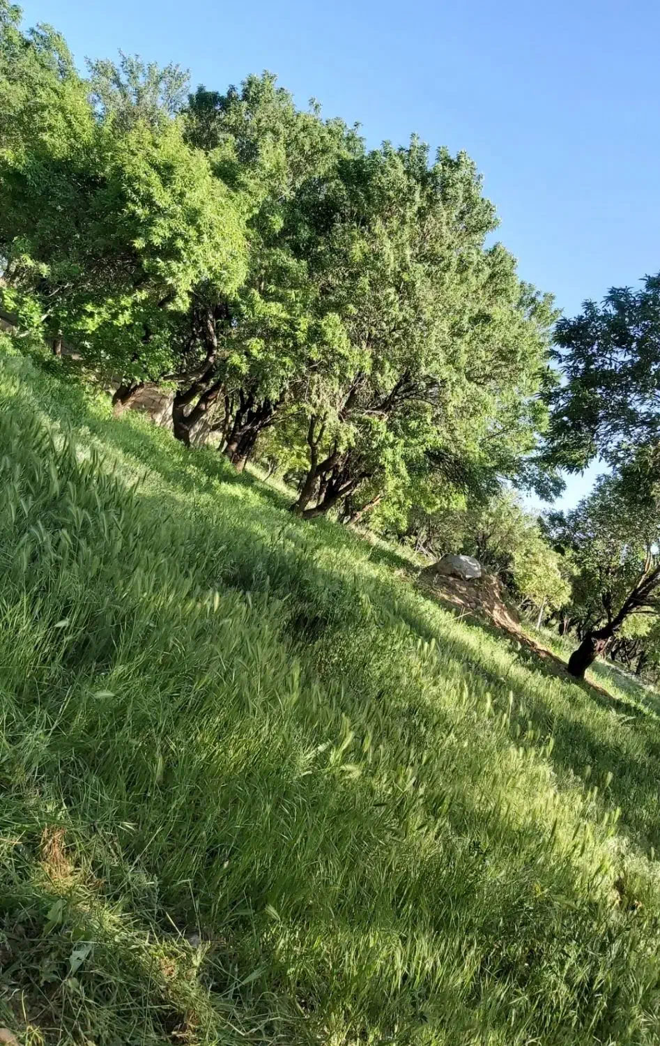 زمین کشاورزی