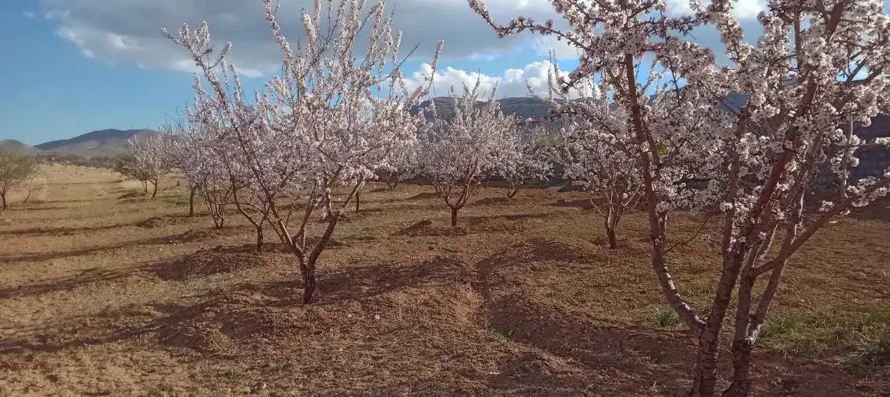 فروش زمین و باغ