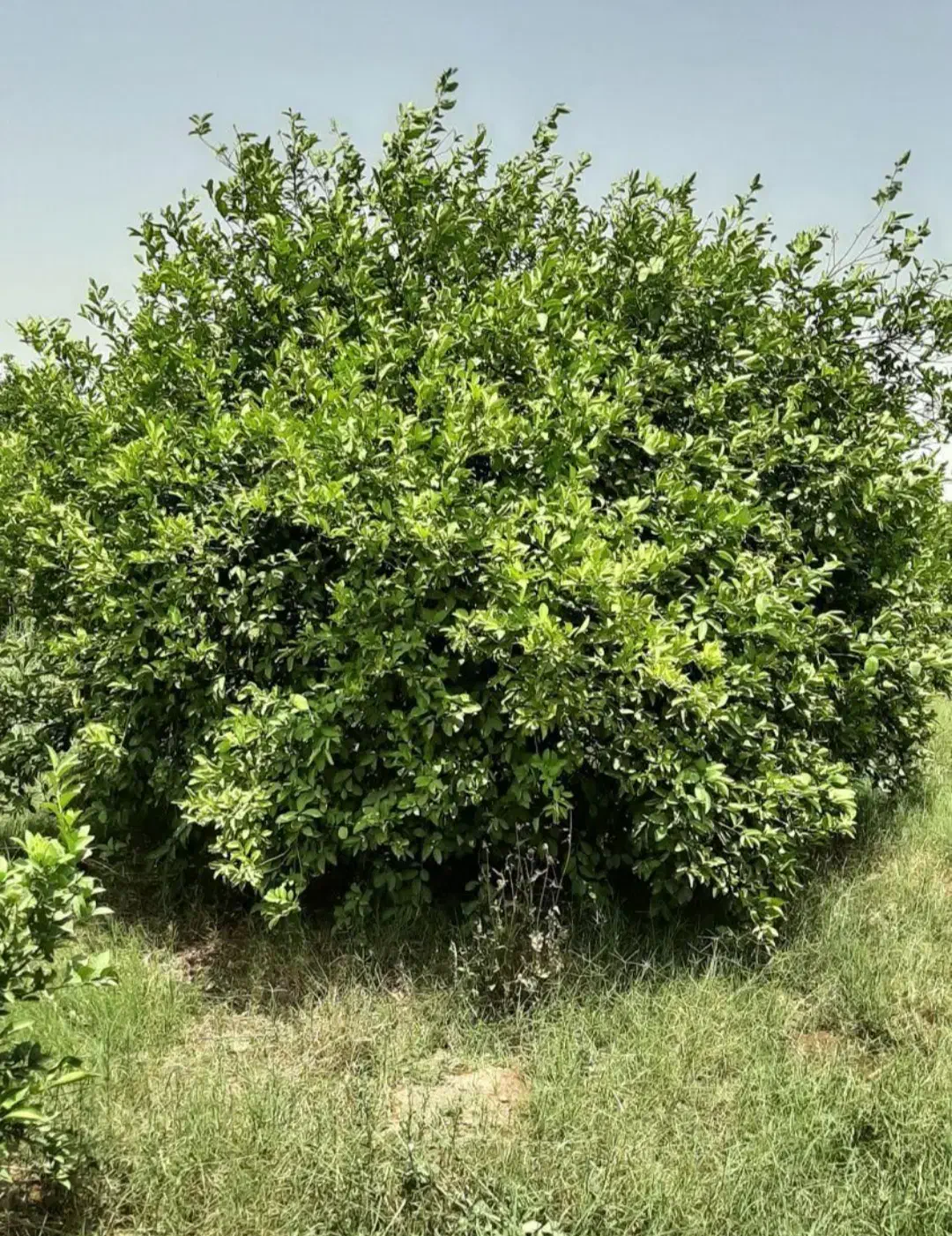 باغچه ۵۰۰ متری جریه سید راضی