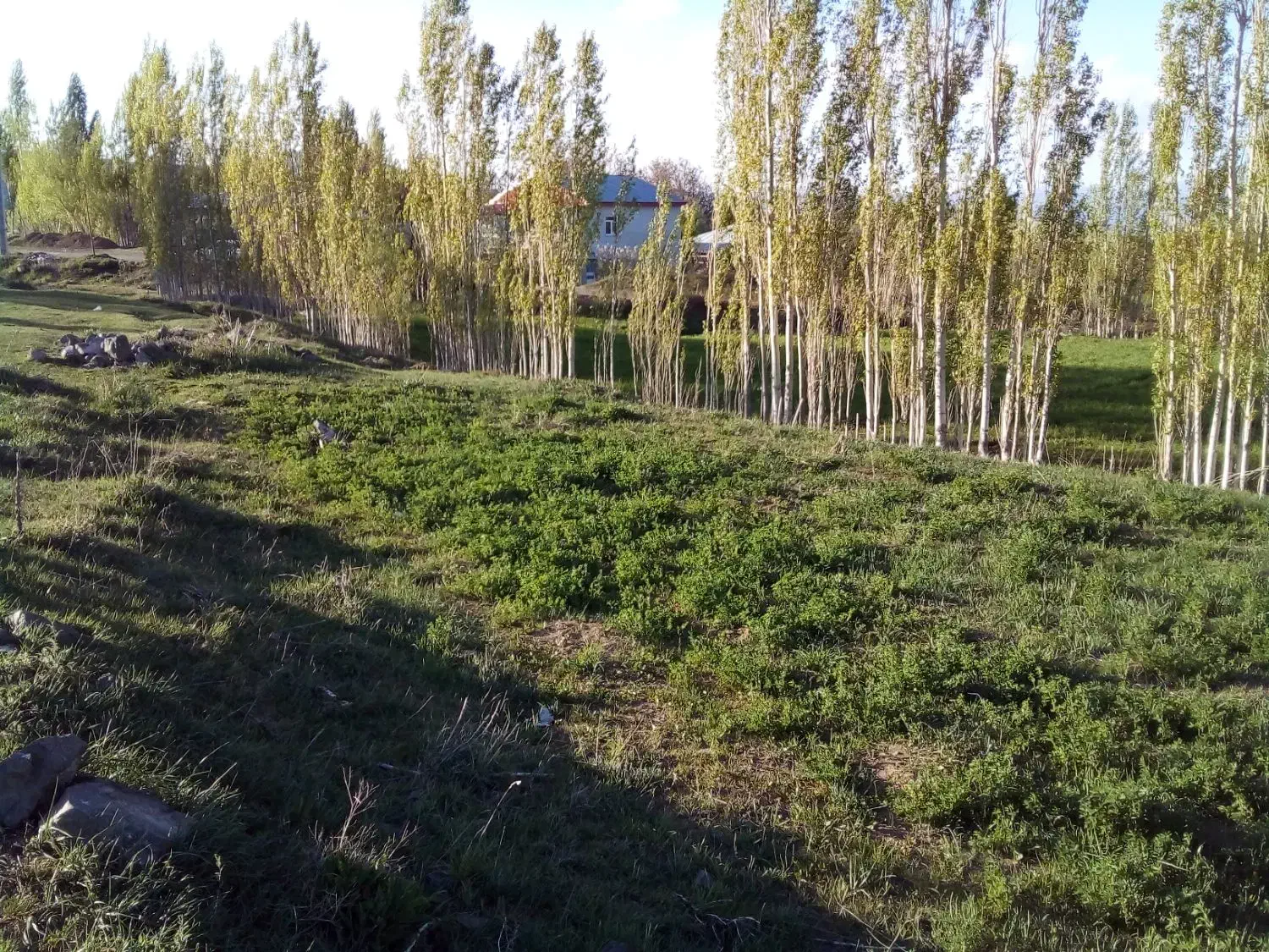 زمین مسکونی۴۰۰مترگورانسراب