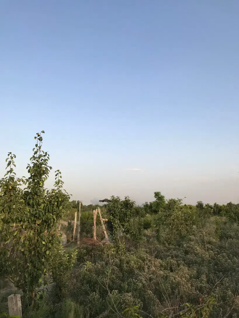 باغچه مناسب پیشساخته میدان نماز