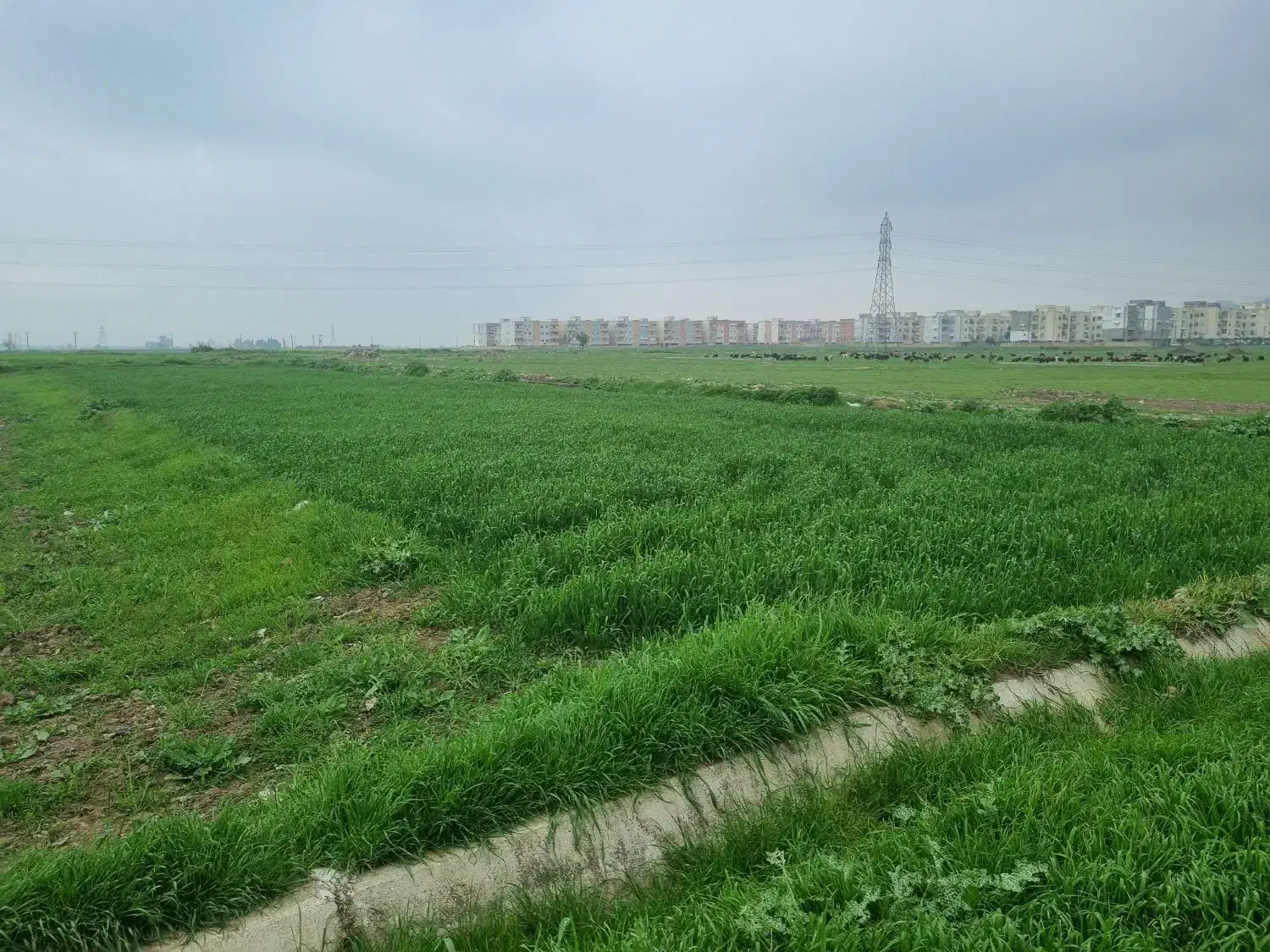 زمین باغی جنب ورزشگاه کنار مسکن بانوان ومسکن ملی