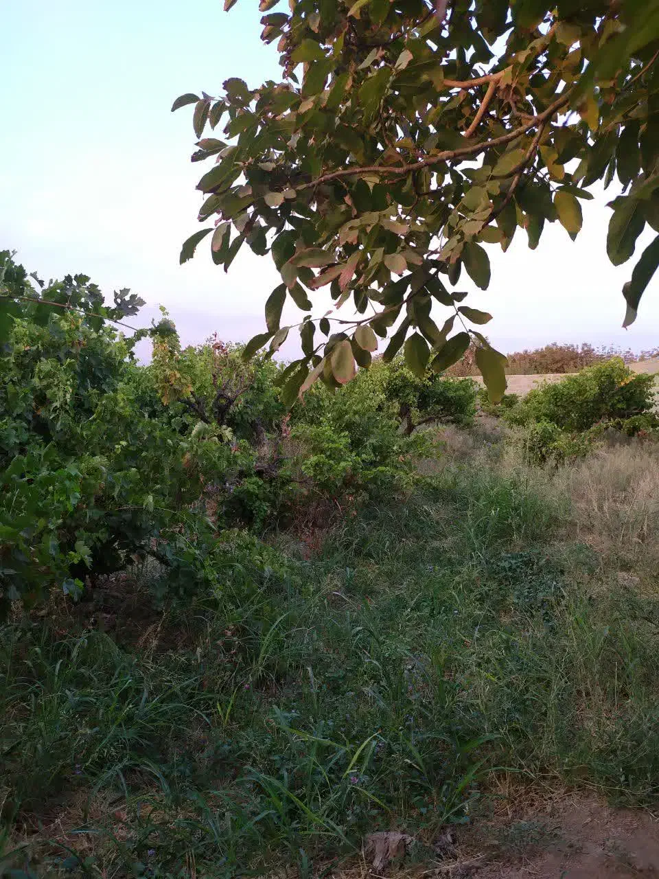 باغچه سرسبز سنددار باغ
