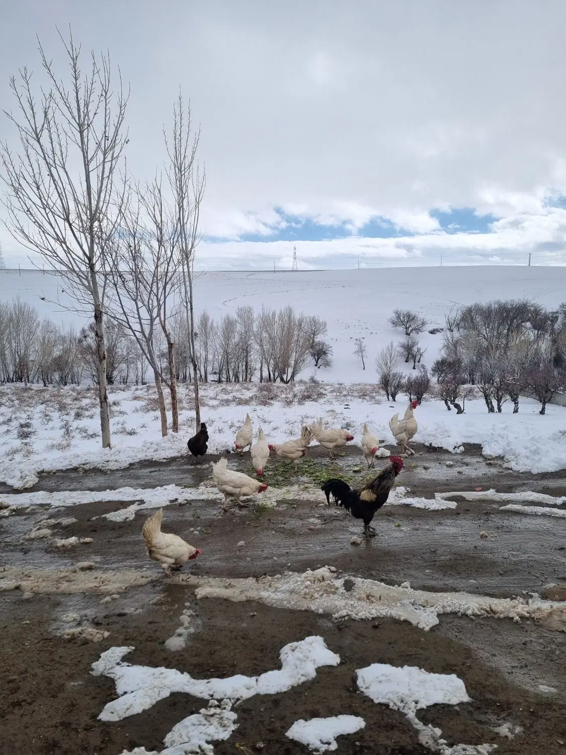 فروش خانه روستای باباسرخه