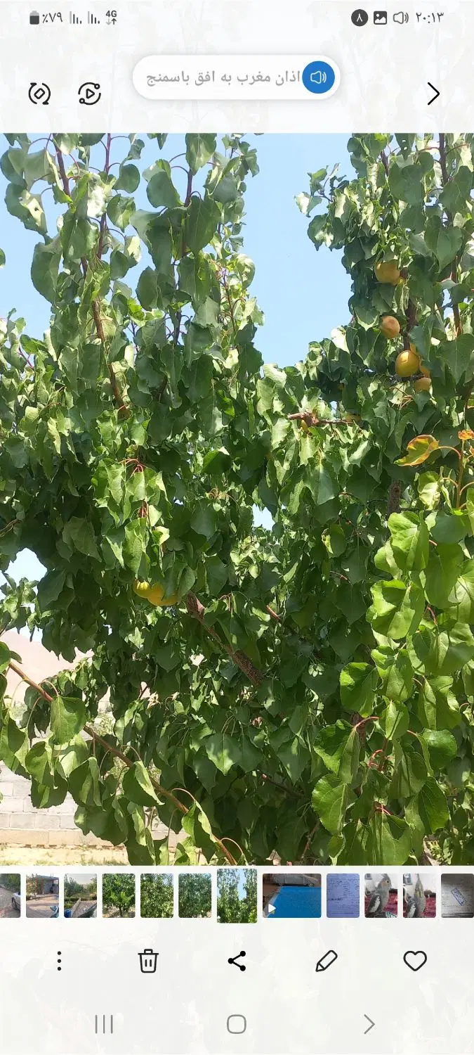 فروش باغ به متراژ۱۵۰۰متر وخانه باغ سی متری