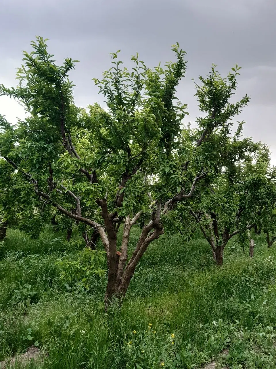 باغچه ۲۵۰ متری تهراندشت سعیداباد ارزنده