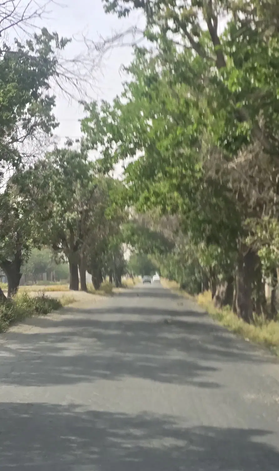 ۵۳۳ متر زمین بر ۲۴ متری درختی