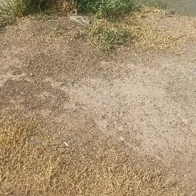 زمین. زراعی. در شمال