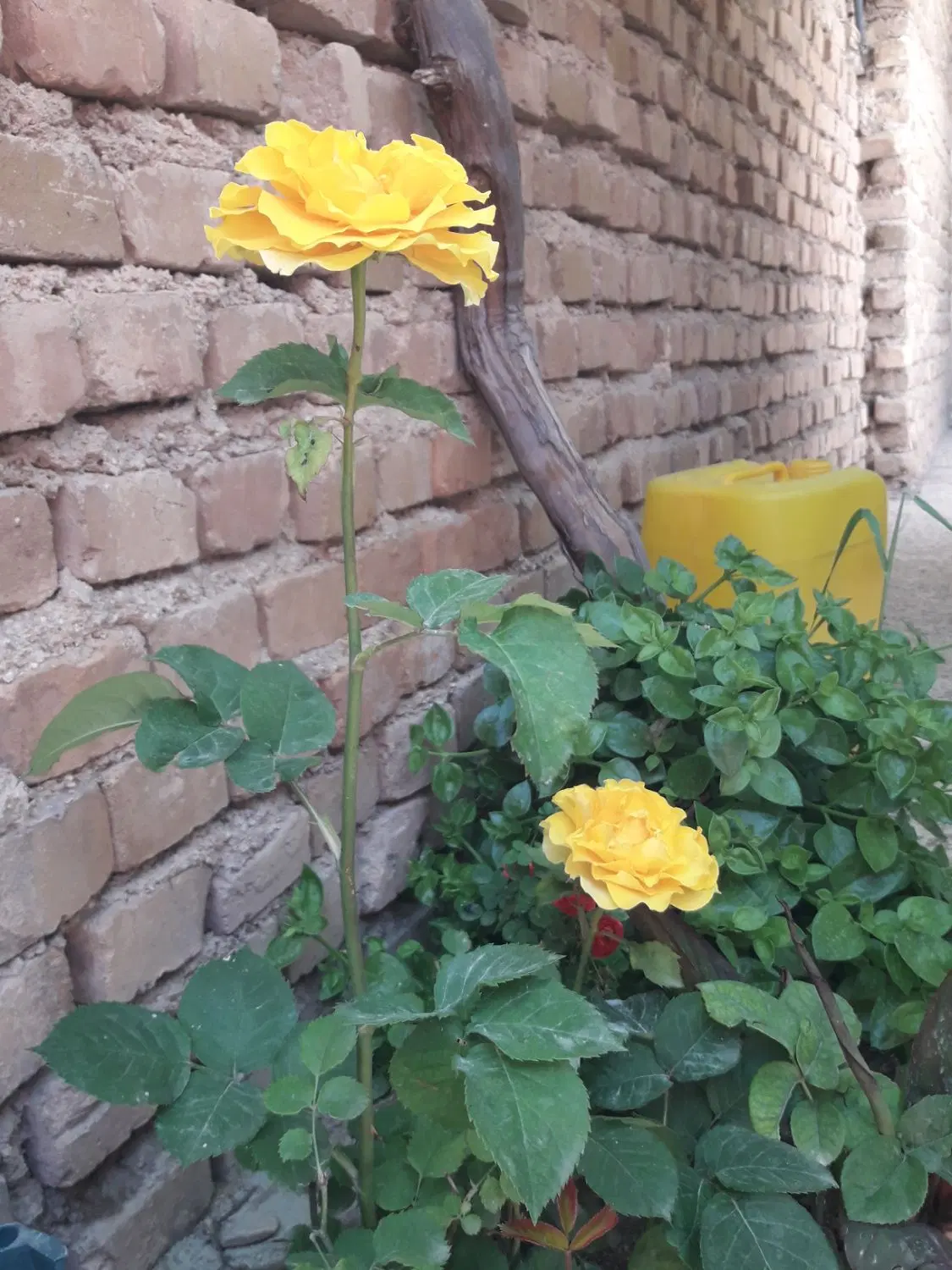 طبقه بالا تلوری سفلی