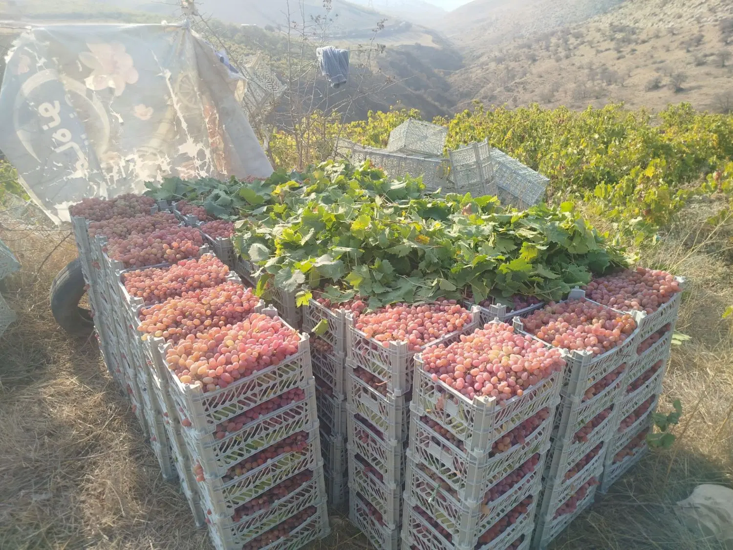 باغ انگور بهترین نقطه کوهستانی لنگر سلاخ