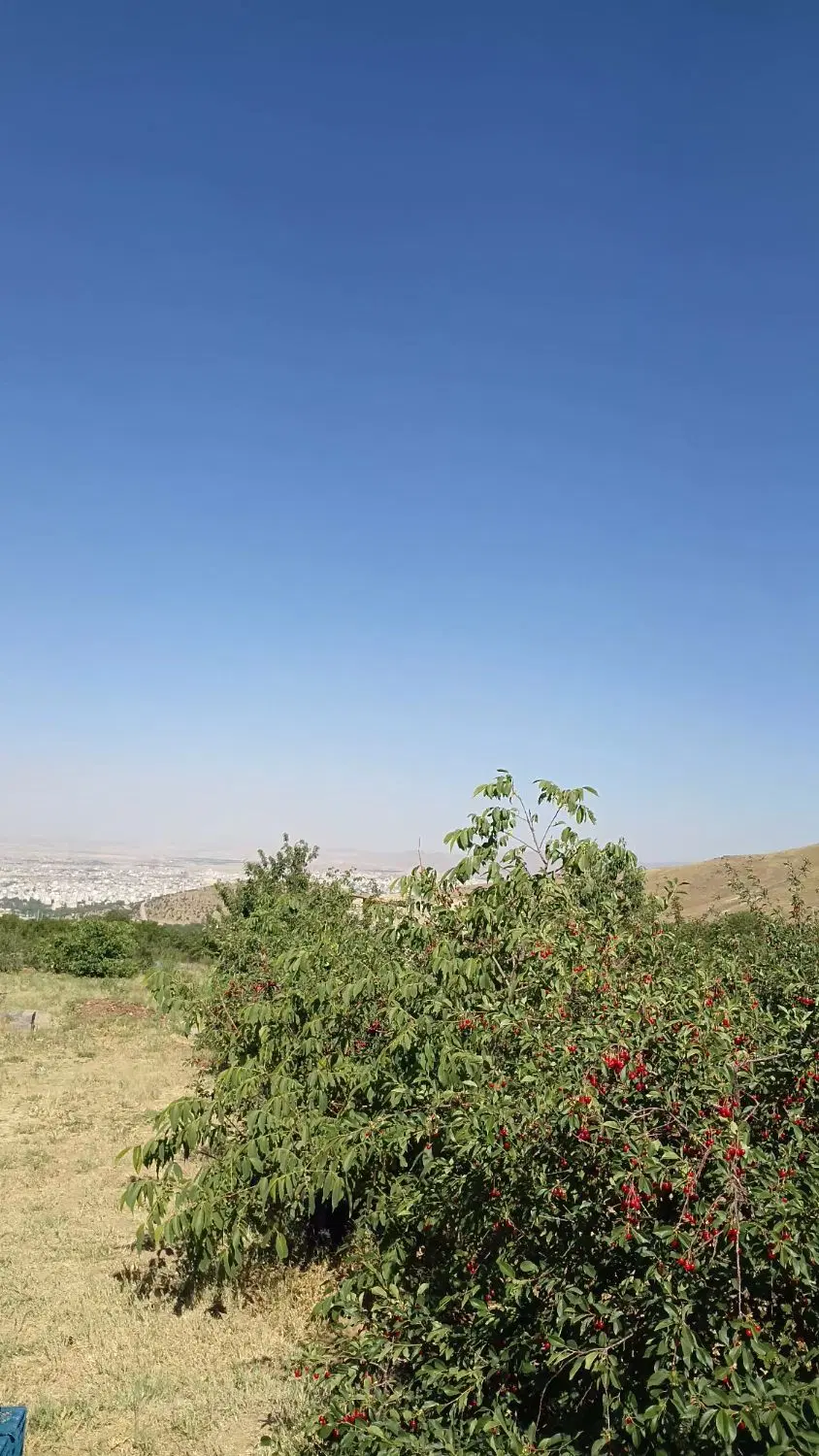 باغ حیدره