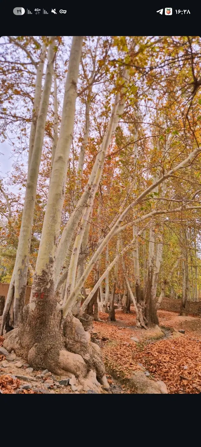 میرزاطاهر زمین کشاورزی ۱۰۰ متر  باسند
