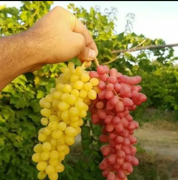 فروش زمین حسن آباد کمالوند
