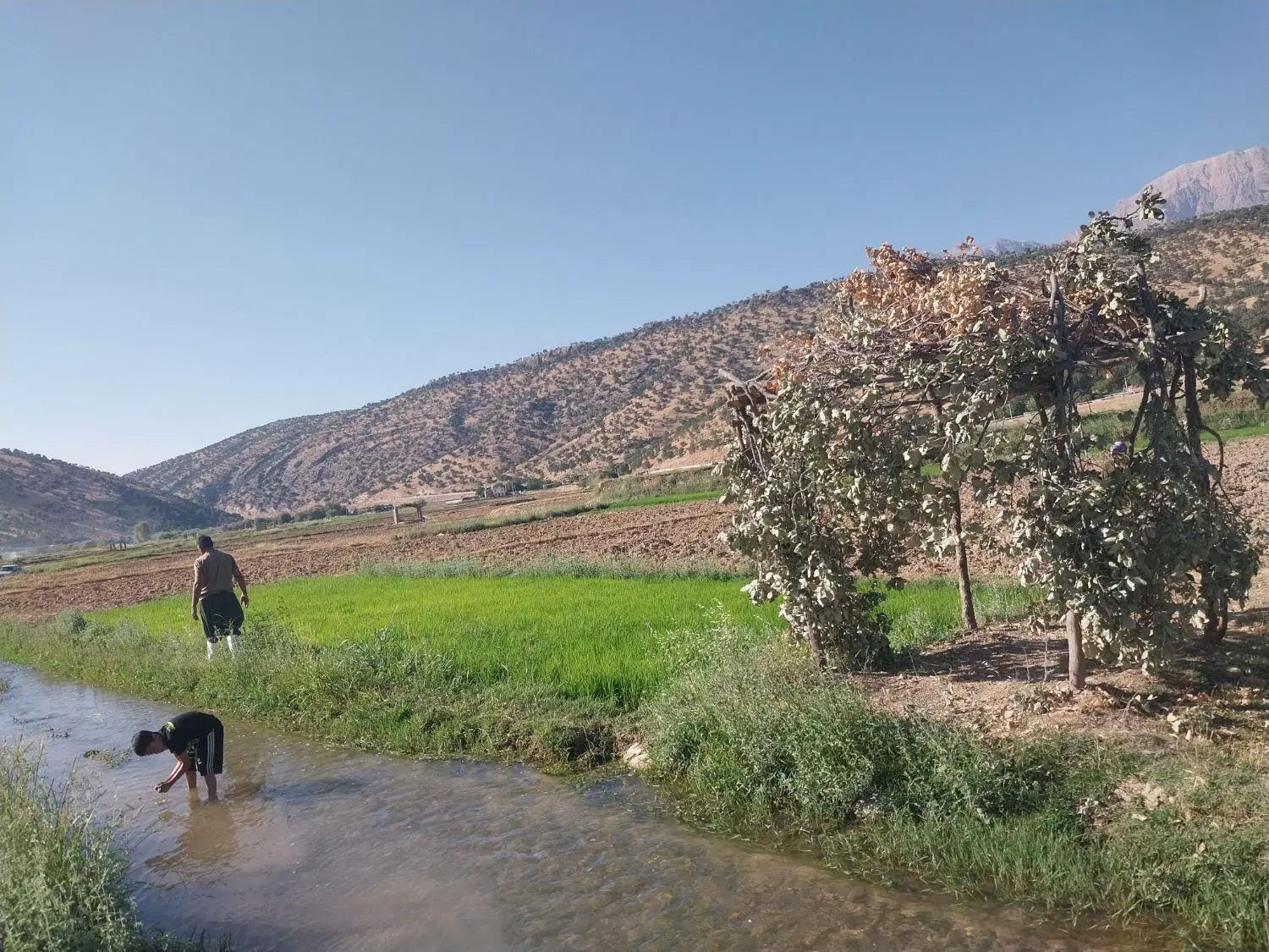 فروش زمین برنج کاری