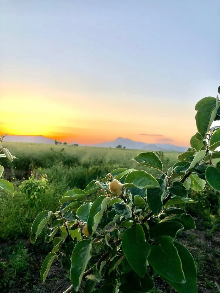 فروش زمین باغی دوهزار متر
