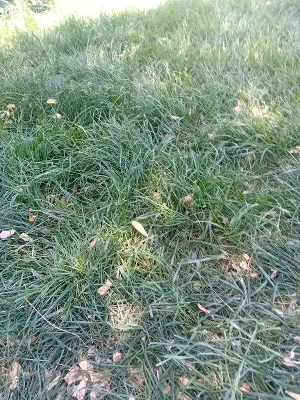 زمین کشاورزی برا اجاره