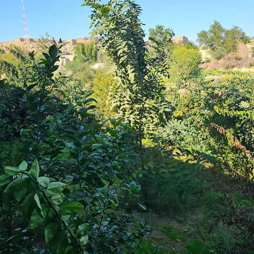 زمین مسکونی طرح آبیاری