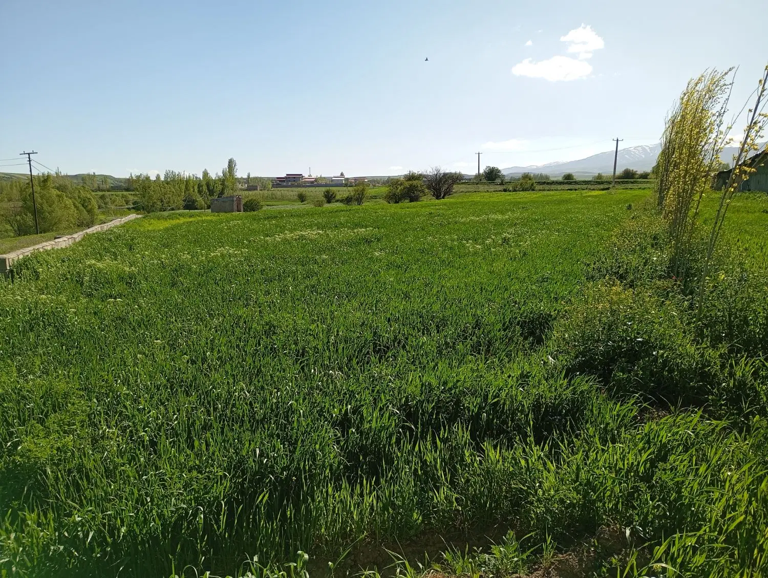 زمین مناسب جهت باغ
