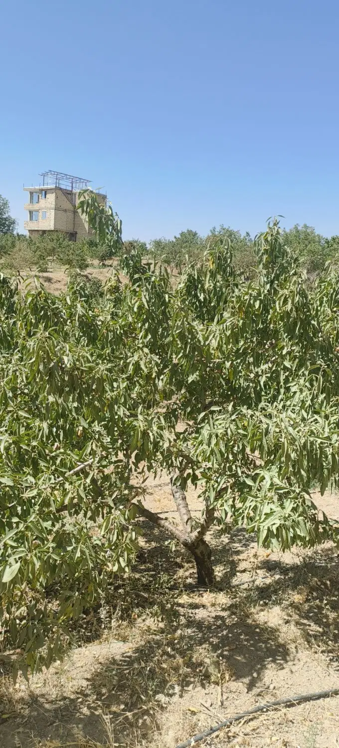 باغ بادام