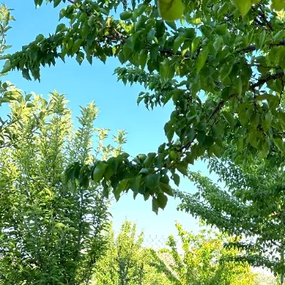 زمین باغ مجوز ساخت