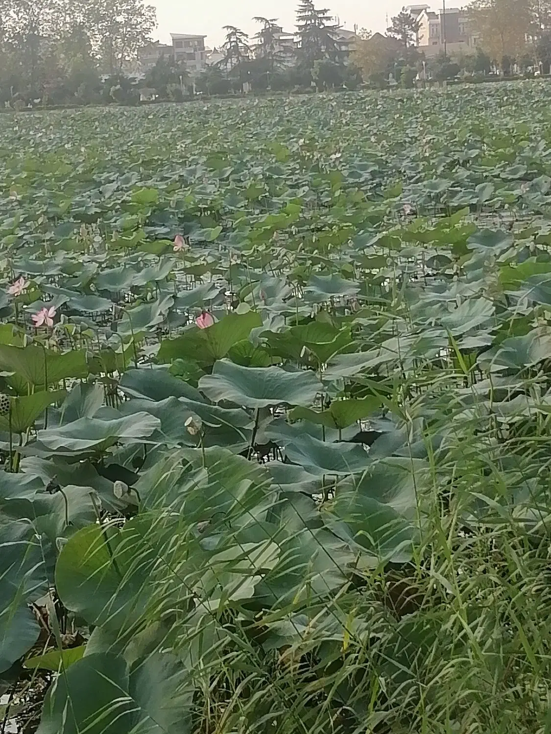 زمین کاهو