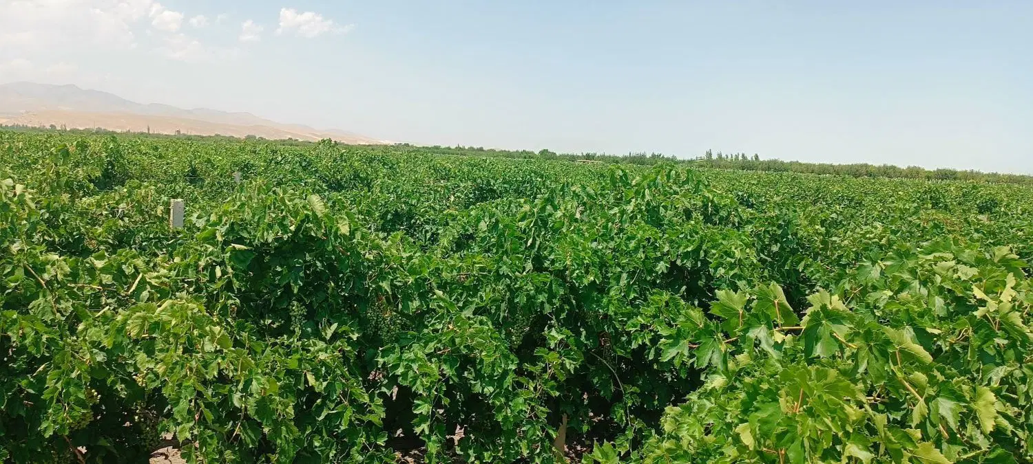 اجاره باغ انگور ۸۰ تن سفید بی دانه